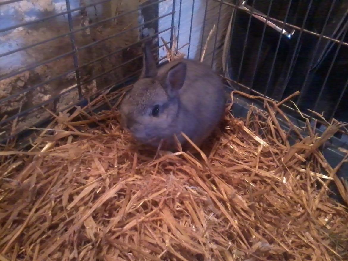 Kanin Diesel - er jeg ikke bare nutted billede 1