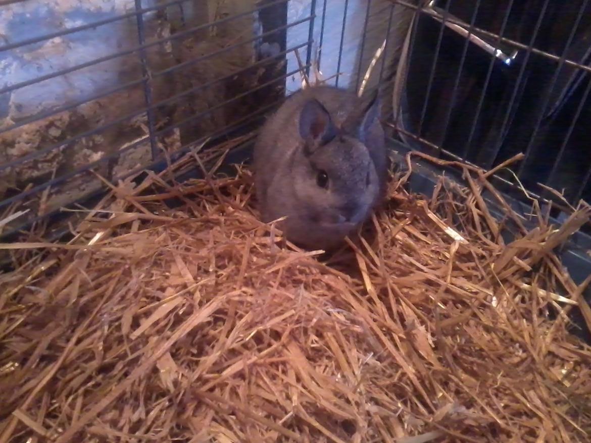 Kanin Diesel - så er jeg kommet hjem billede 2