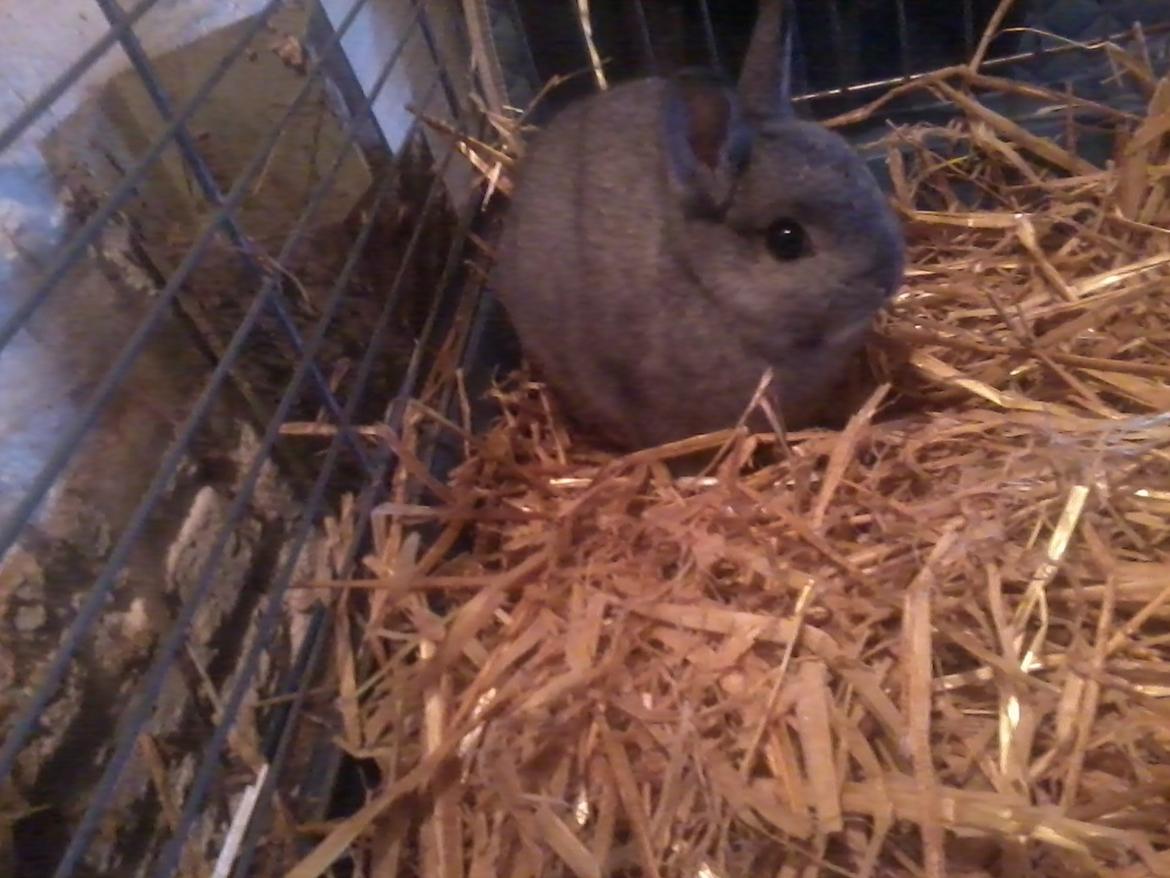 Kanin Diesel - de heste er godt nok farlige billede 3