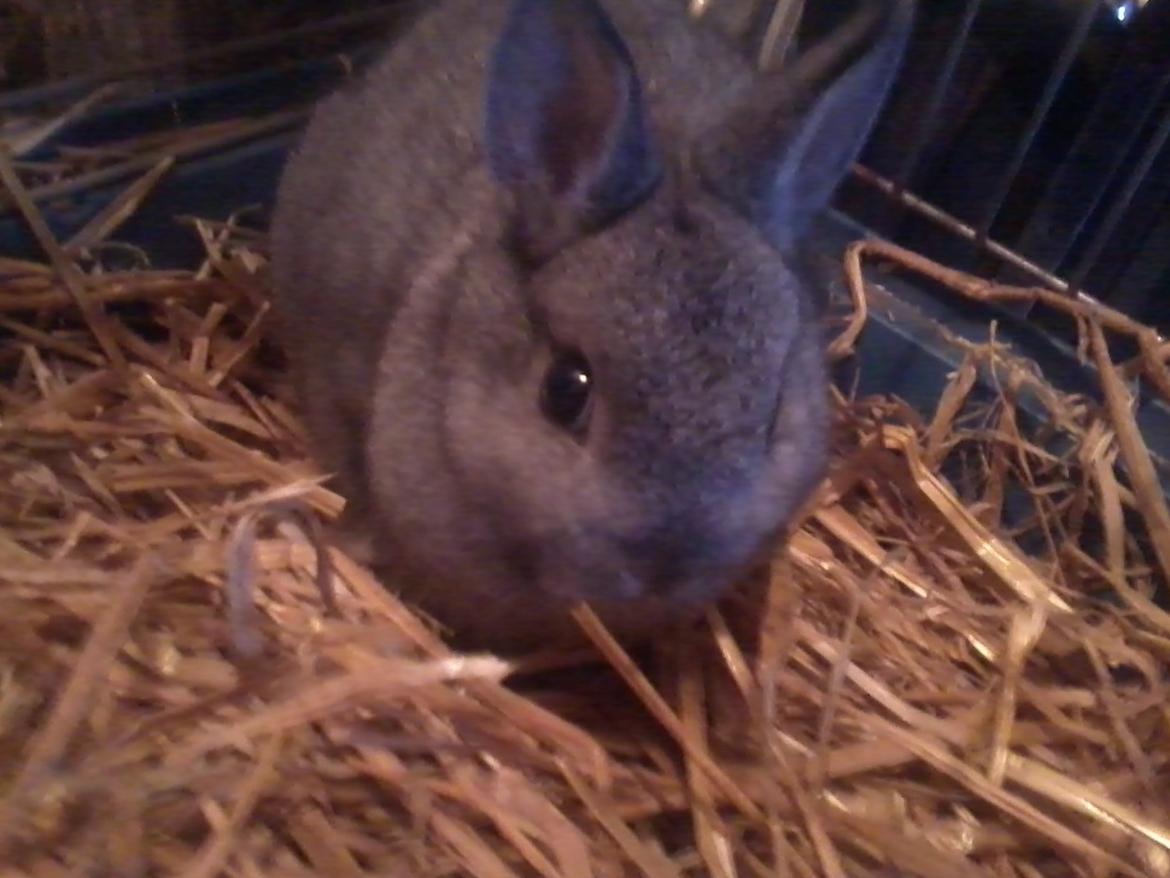 Kanin Diesel - hej med dig billede 4