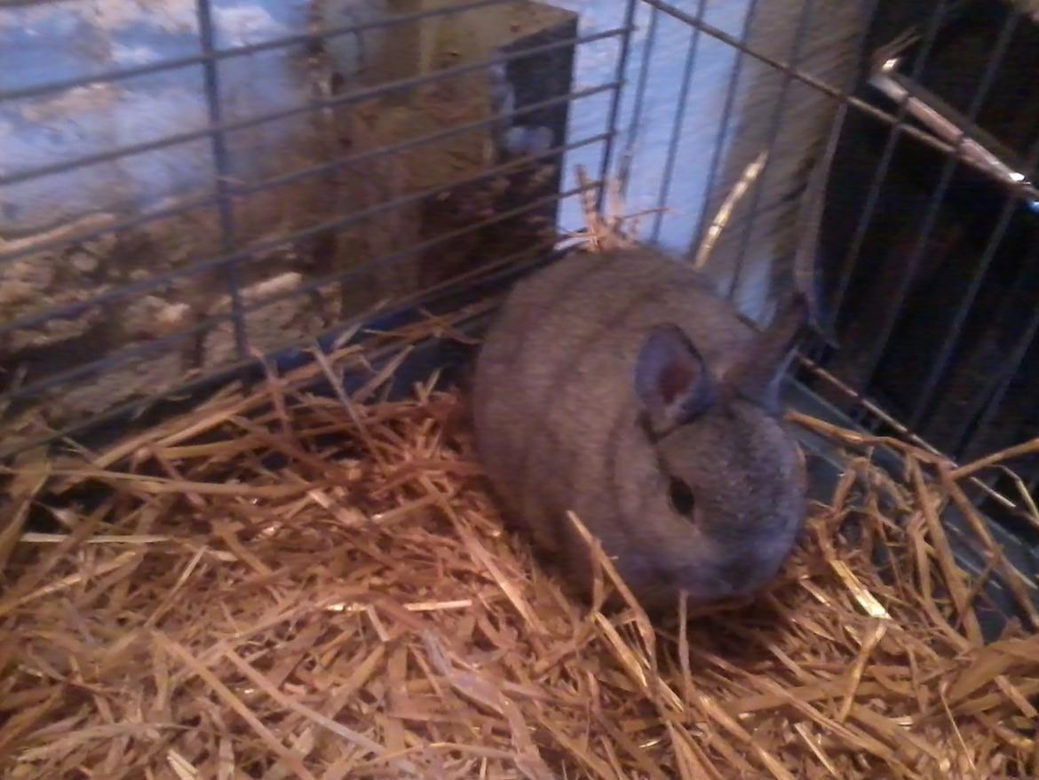 Kanin Diesel - håber i kan lide mig billede 5