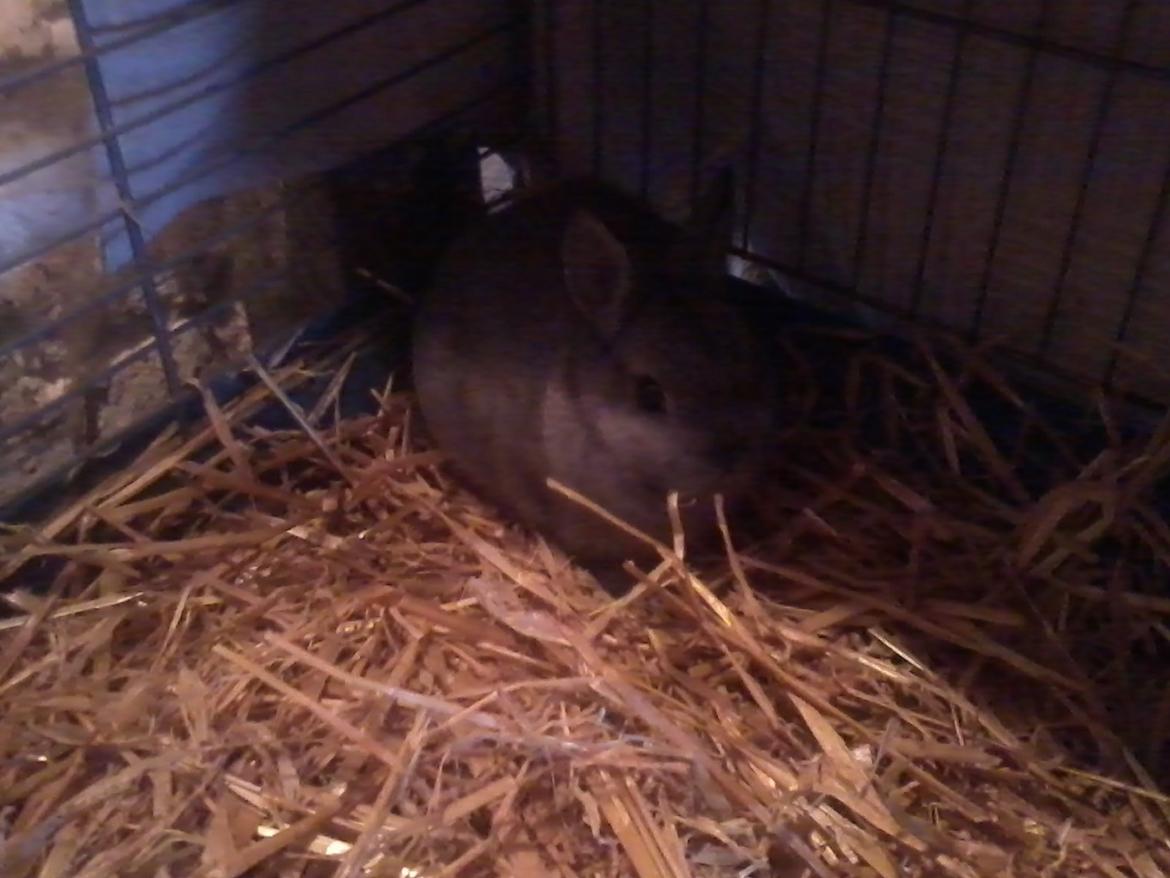 Kanin Diesel - nu skal jeg sove billede 6