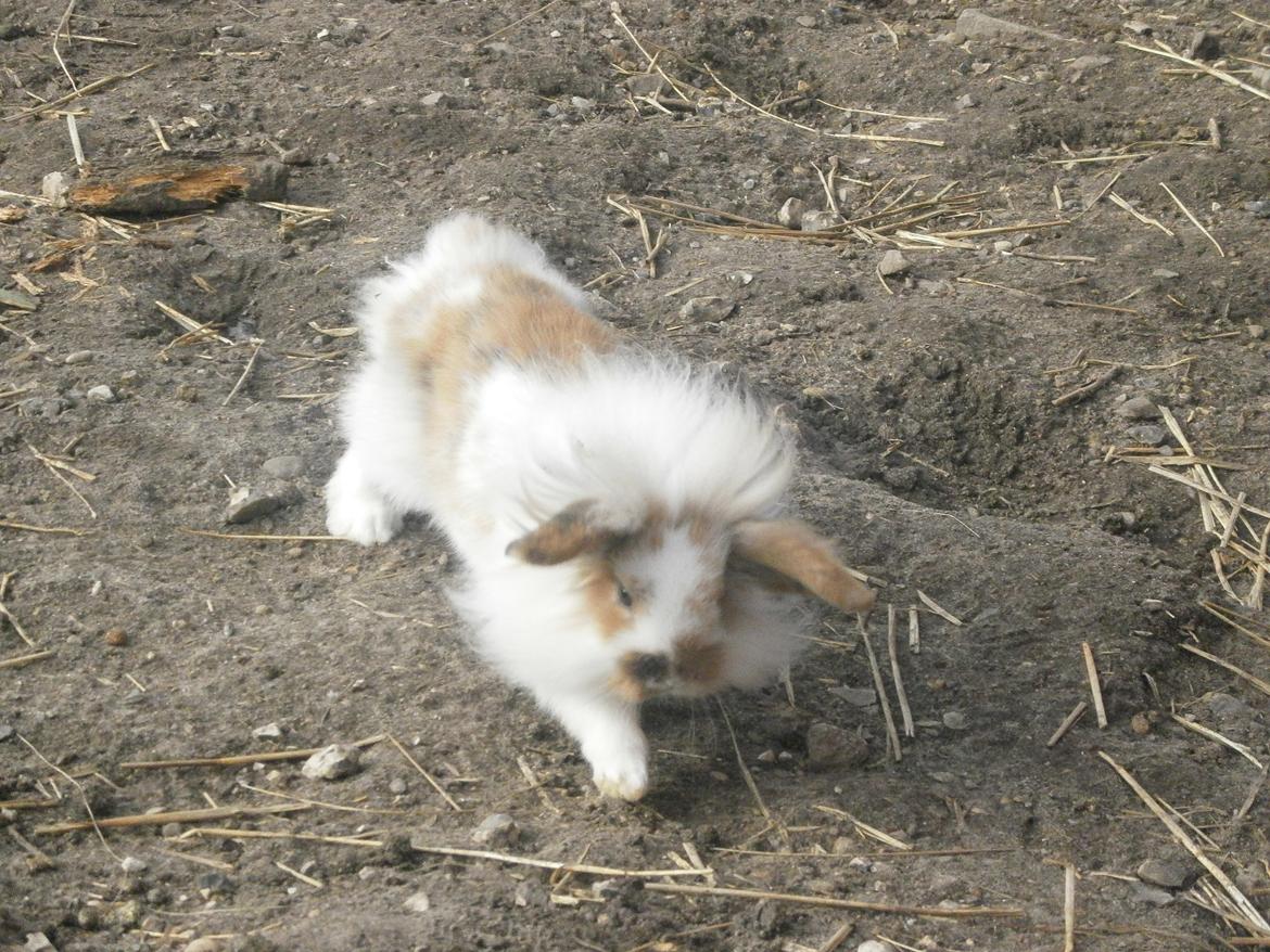 Kanin Lilliens Connors Hill "Nor" billede 13