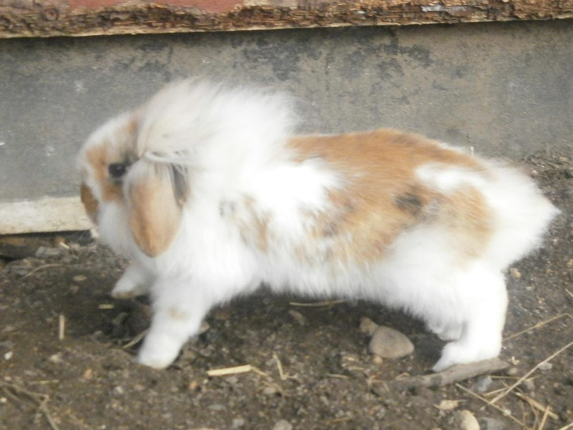 Kanin Lilliens Connors Hill "Nor" billede 14
