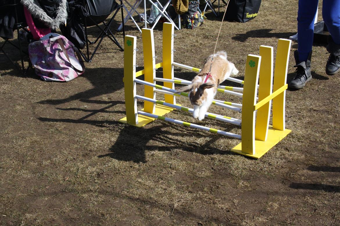 Kanin Rådved Nygård´s Bumblebee billede 1