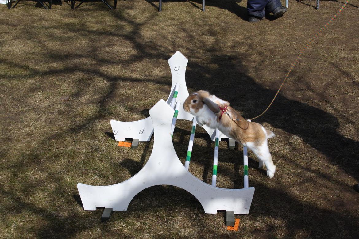 Kanin Rådved Nygård´s Bumblebee billede 2