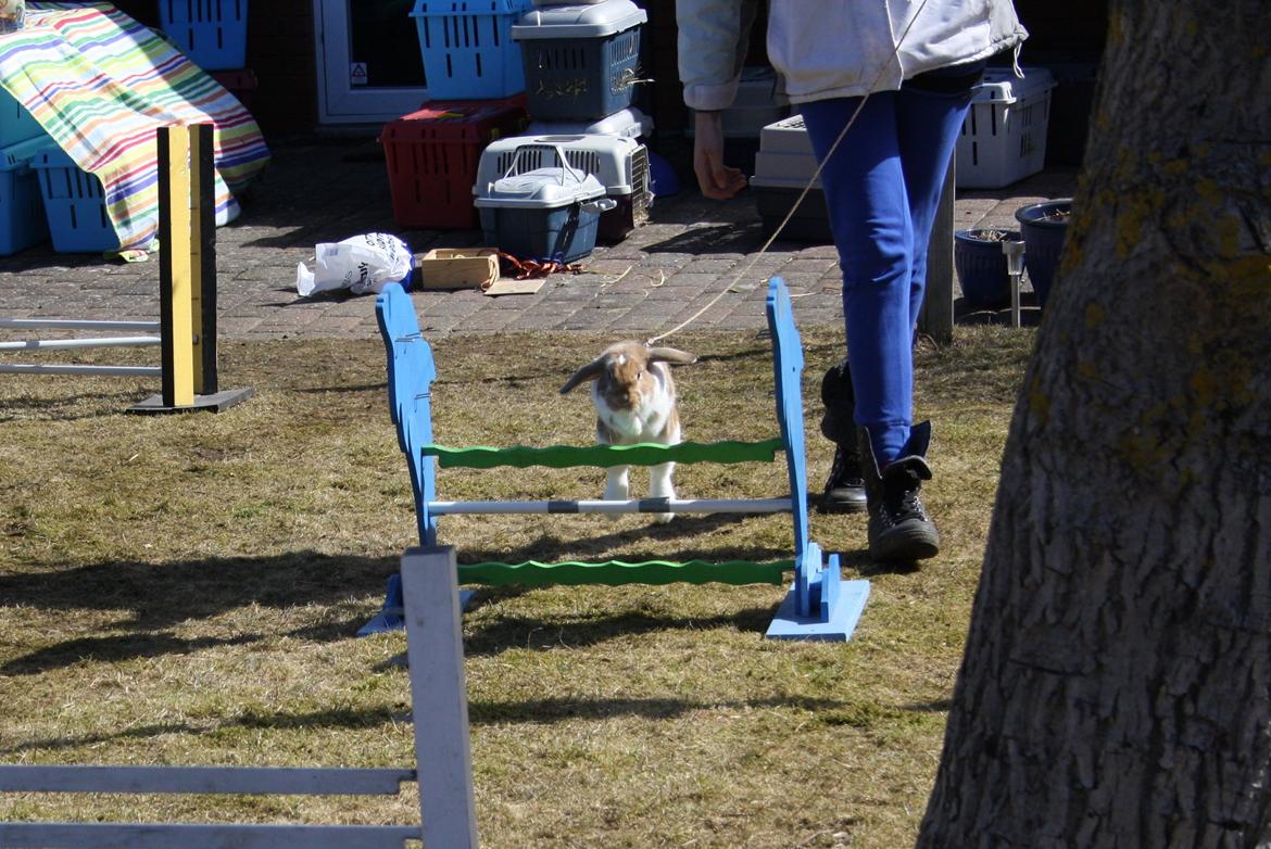 Kanin Rådved Nygård´s Bumblebee billede 3