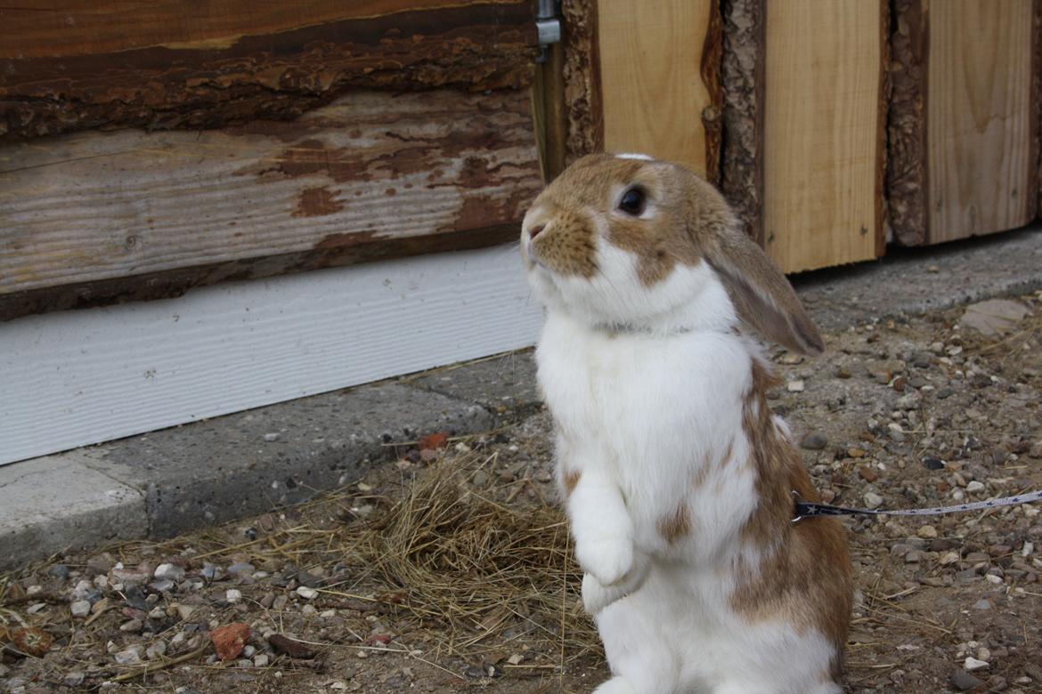 Kanin Rådved Nygård´s Bumblebee billede 4