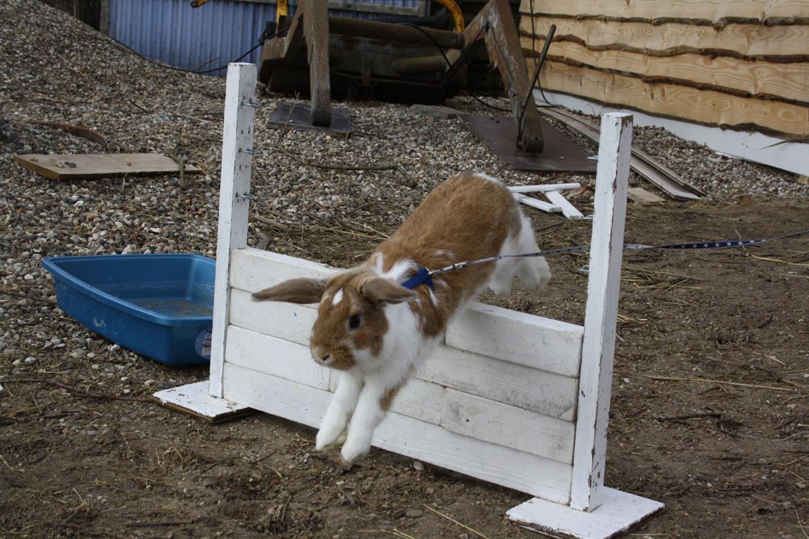 Kanin Rådved Nygård´s Bumblebee billede 5