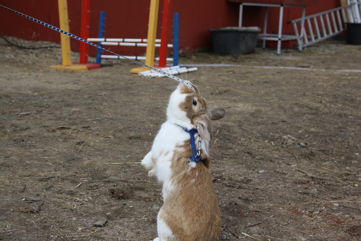 Kanin Rådved Nygård´s Bumblebee billede 6