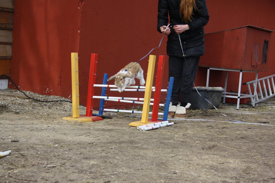 Kanin Rådved Nygård´s Bumblebee billede 8