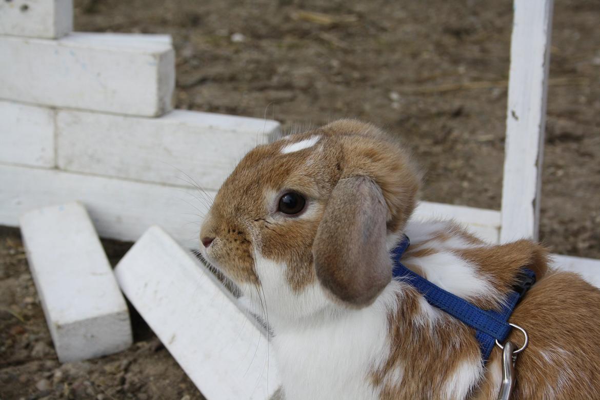 Kanin Rådved Nygård´s Bumblebee billede 9