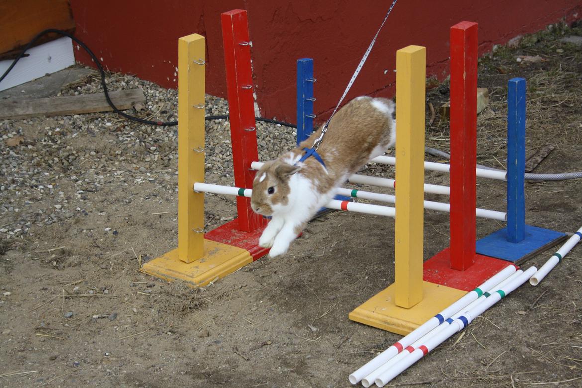 Kanin Rådved Nygård´s Bumblebee billede 10