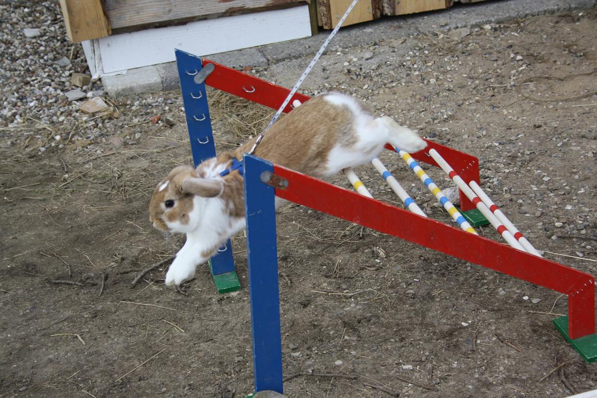 Kanin Rådved Nygård´s Bumblebee billede 12