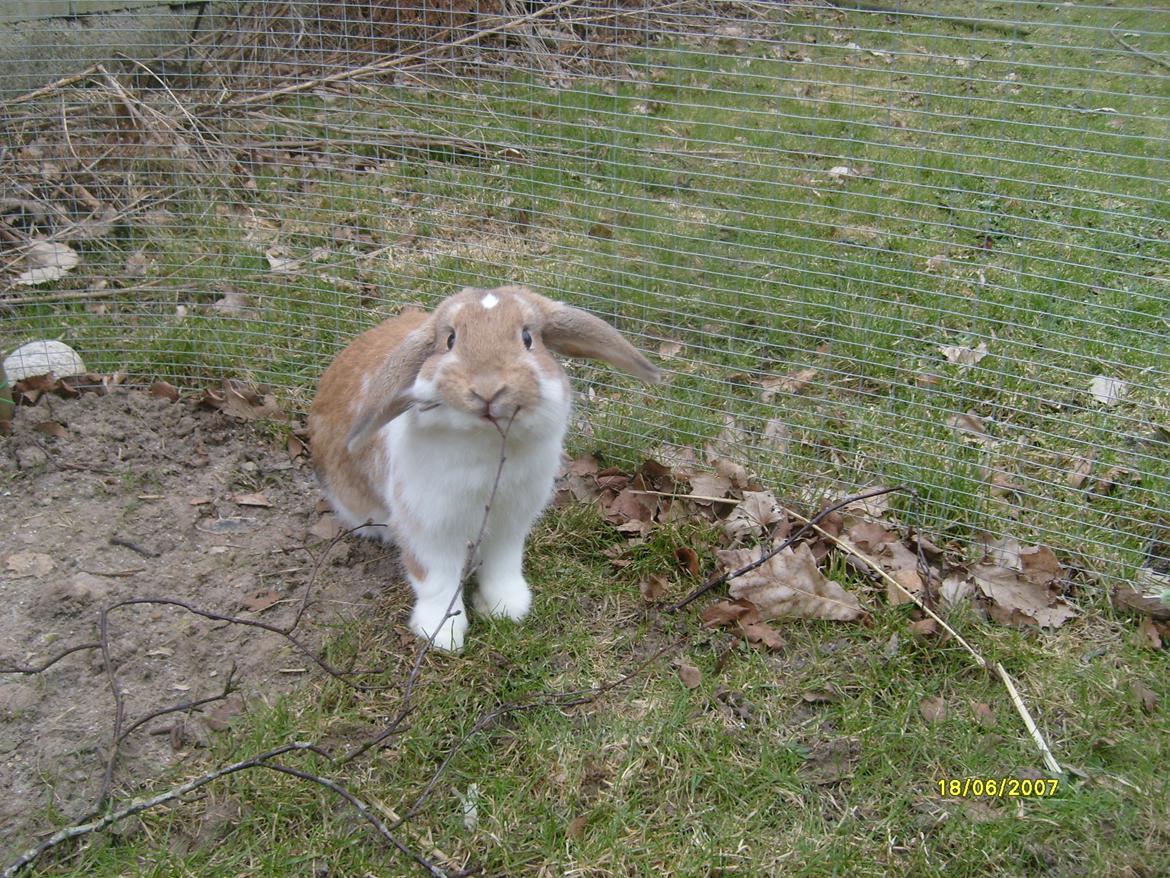 Kanin Rådved Nygård´s Bumblebee billede 11