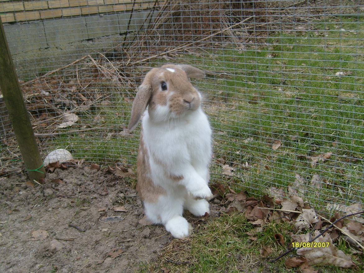 Kanin Rådved Nygård´s Bumblebee billede 13