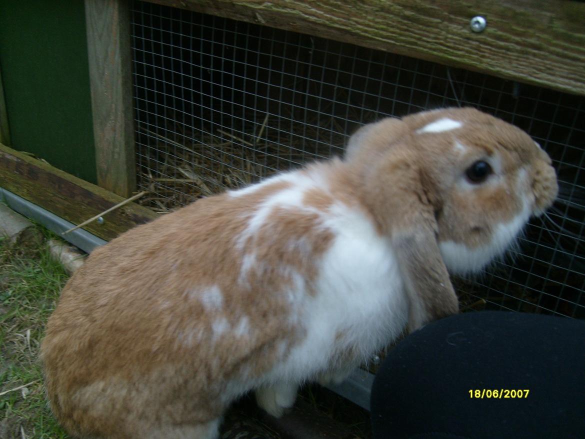 Kanin Rådved Nygård´s Bumblebee billede 7