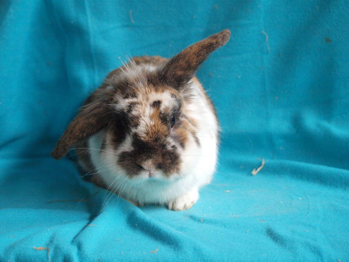 Kanin Solbakke´s Sigurd billede 12