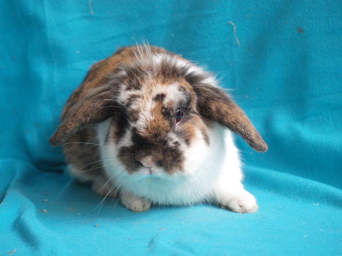 Kanin Solbakke´s Sigurd billede 13