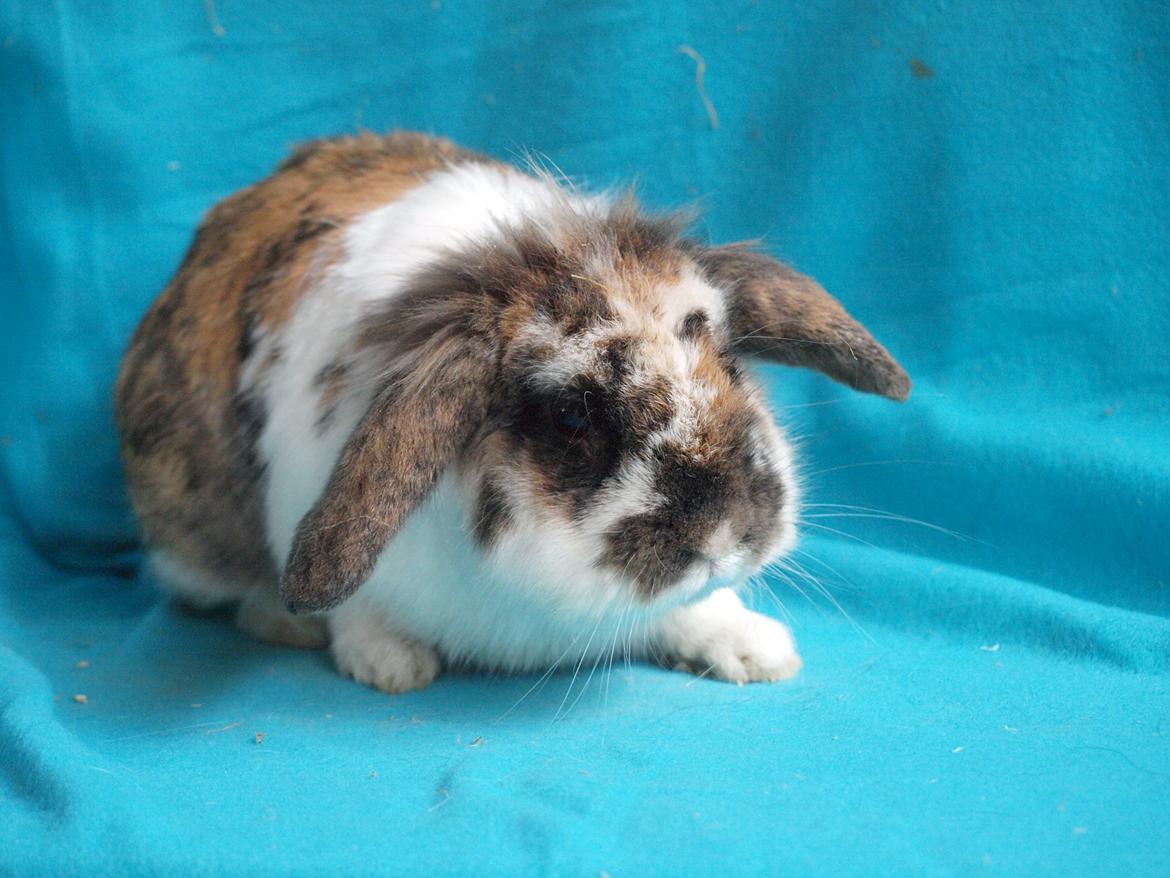 Kanin Solbakke´s Sigurd billede 1