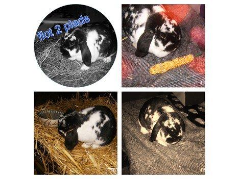 Kanin  Dværgvædder la chica cool lakrids  billede 1