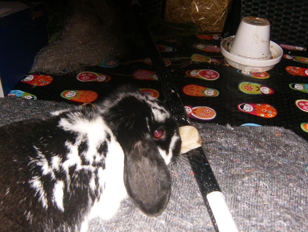 Kanin  Dværgvædder la chica cool lakrids  billede 2