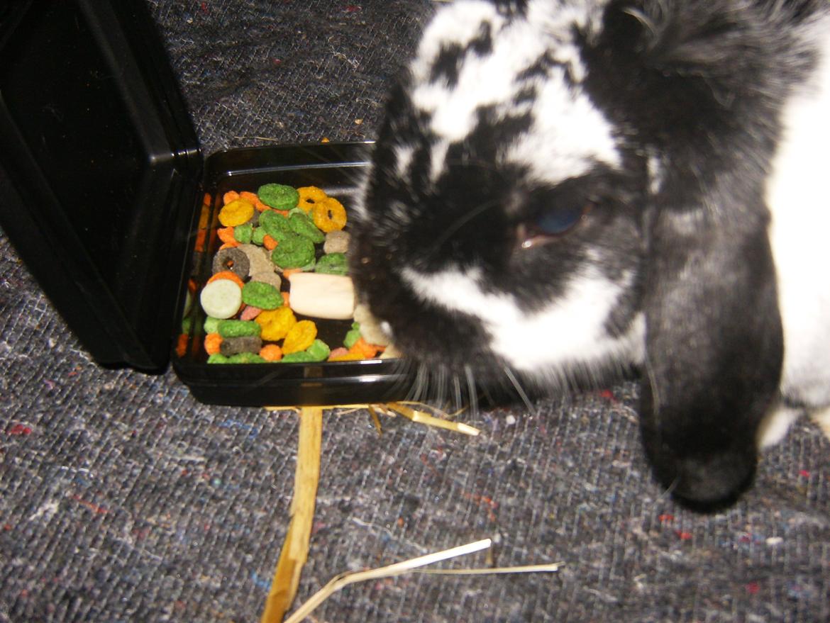 Kanin  Dværgvædder la chica cool lakrids  billede 3