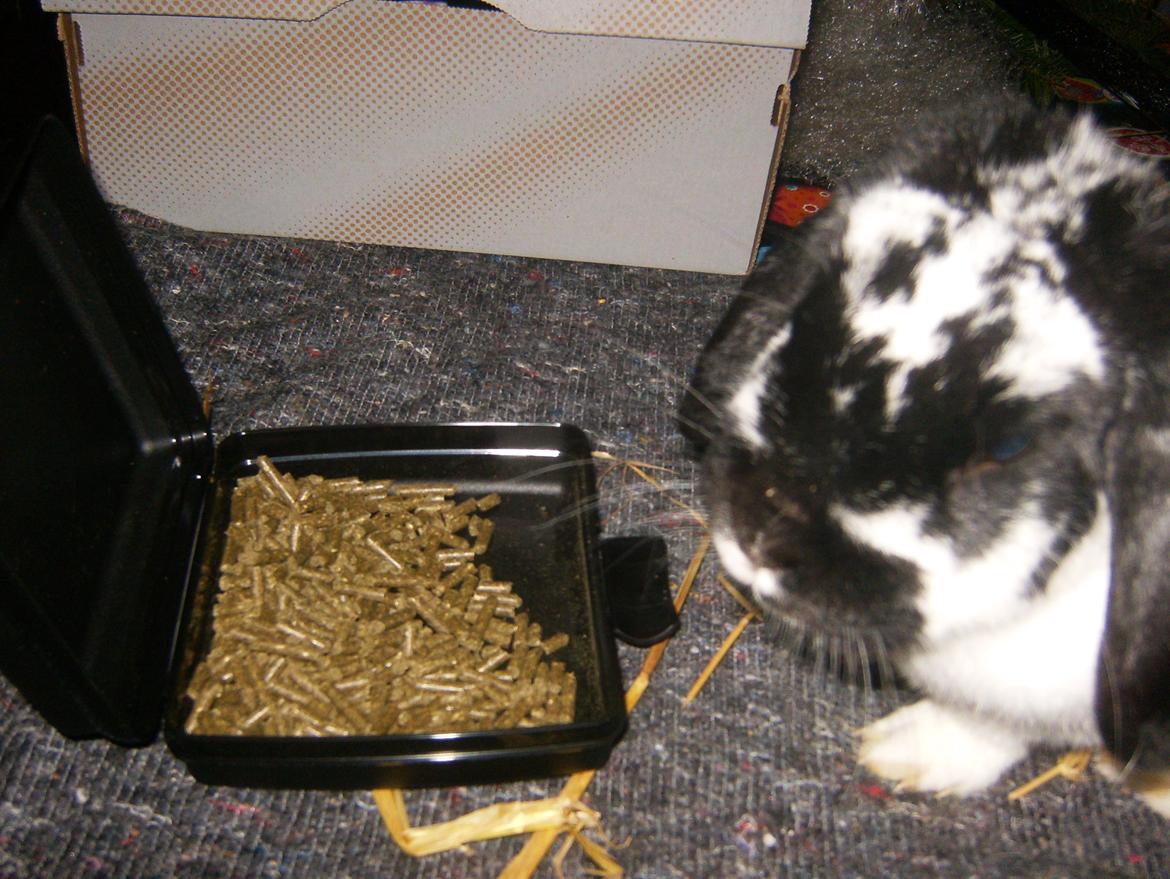 Kanin  Dværgvædder la chica cool lakrids  billede 4