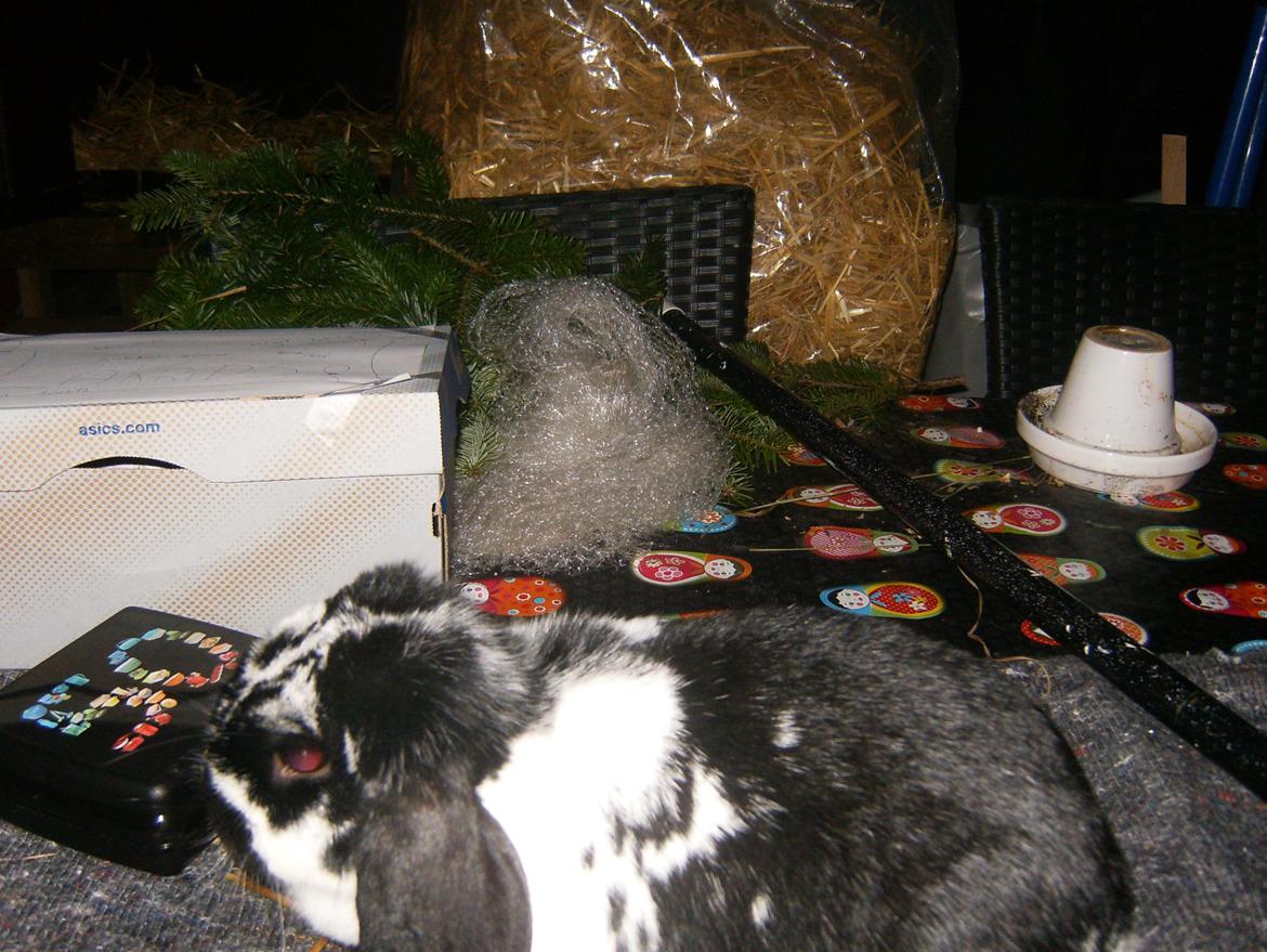 Kanin  Dværgvædder la chica cool lakrids  billede 5