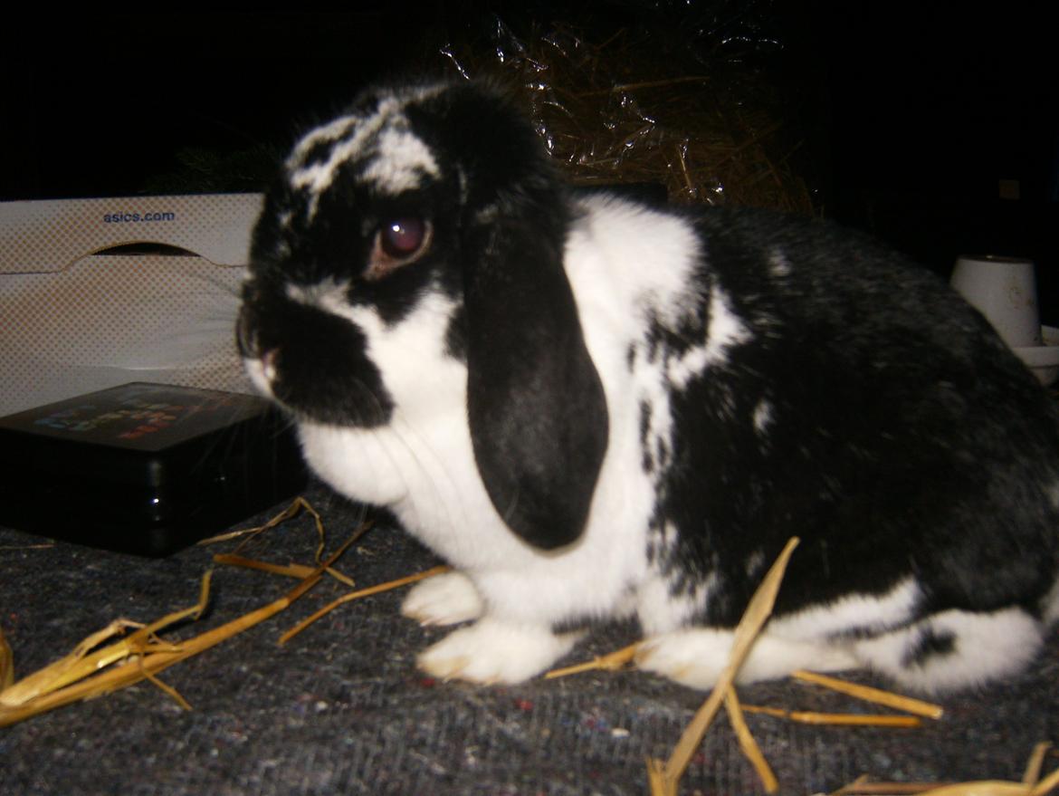 Kanin  Dværgvædder la chica cool lakrids  billede 6