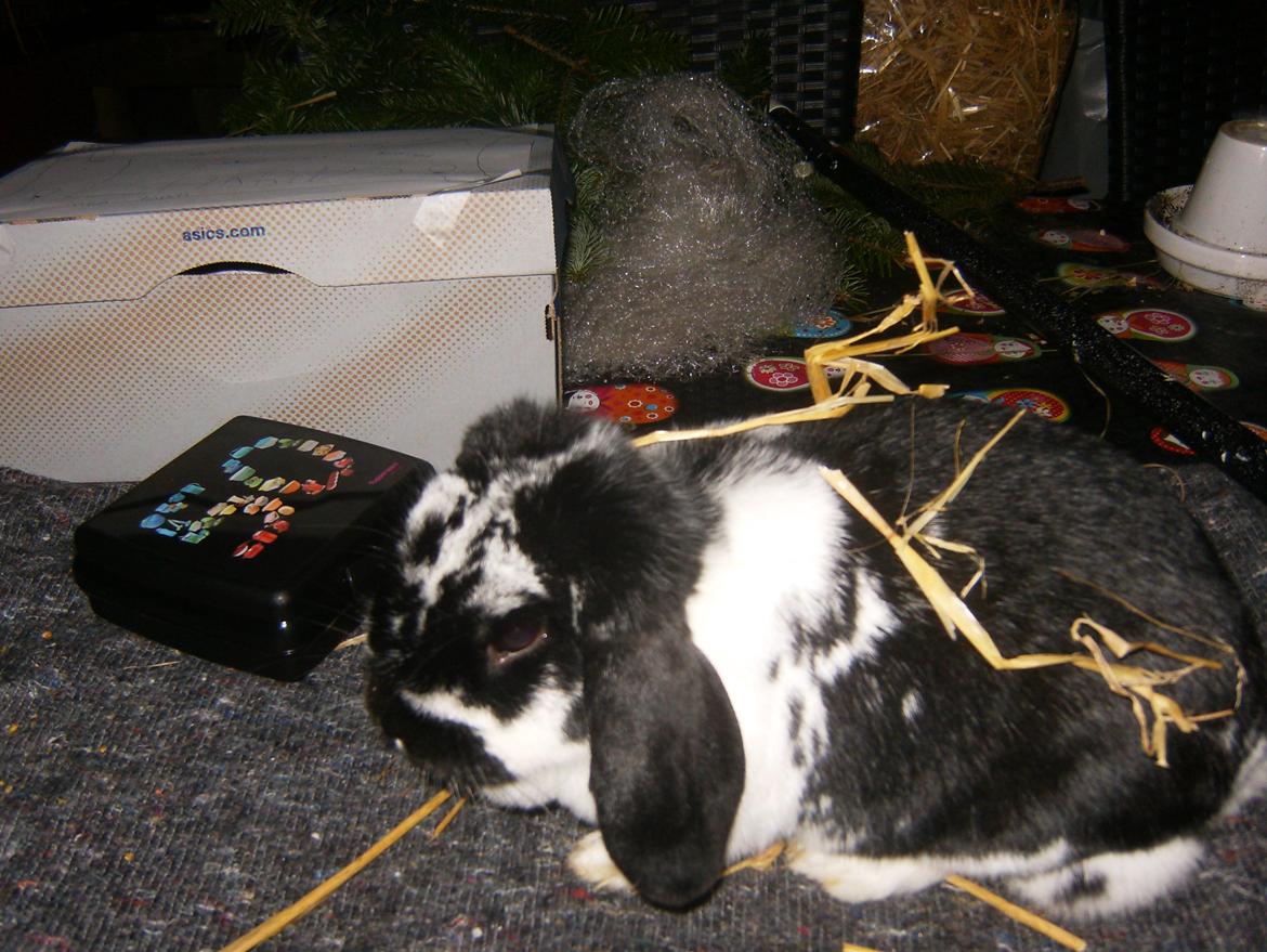 Kanin  Dværgvædder la chica cool lakrids  billede 7