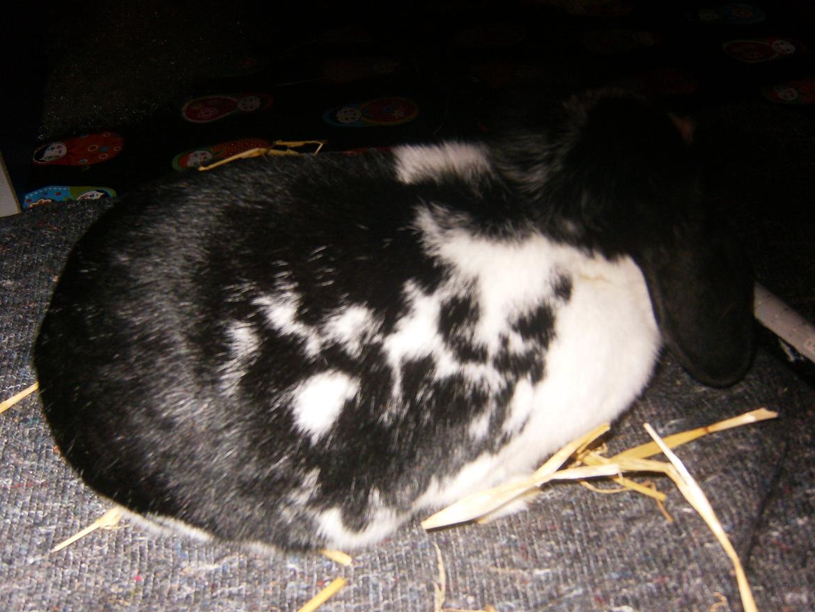 Kanin  Dværgvædder la chica cool lakrids  billede 8