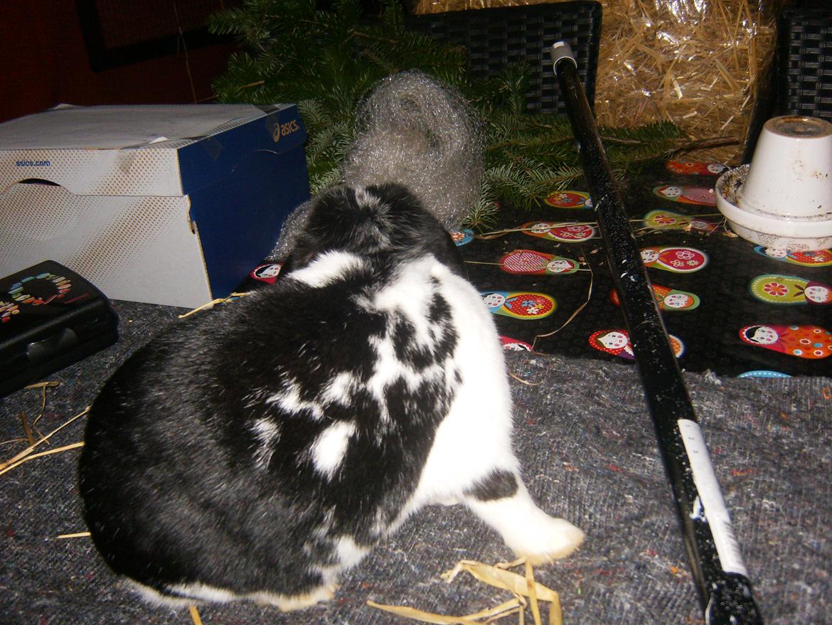 Kanin  Dværgvædder la chica cool lakrids  billede 9