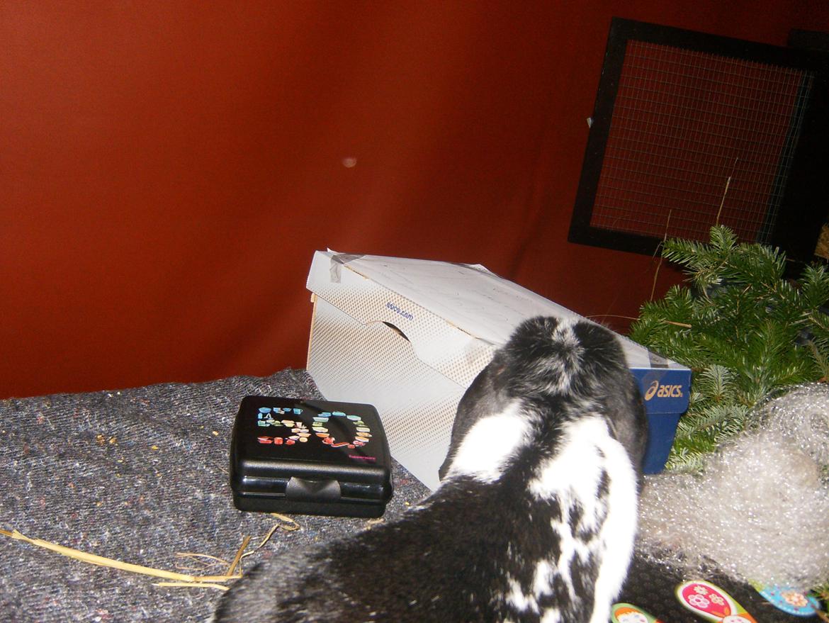 Kanin  Dværgvædder la chica cool lakrids  billede 10