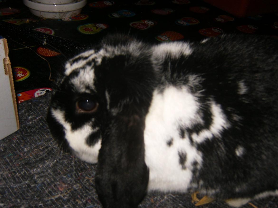 Kanin  Dværgvædder la chica cool lakrids  billede 11