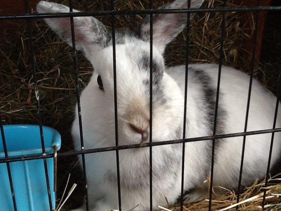 Kanin Magnus billede 3