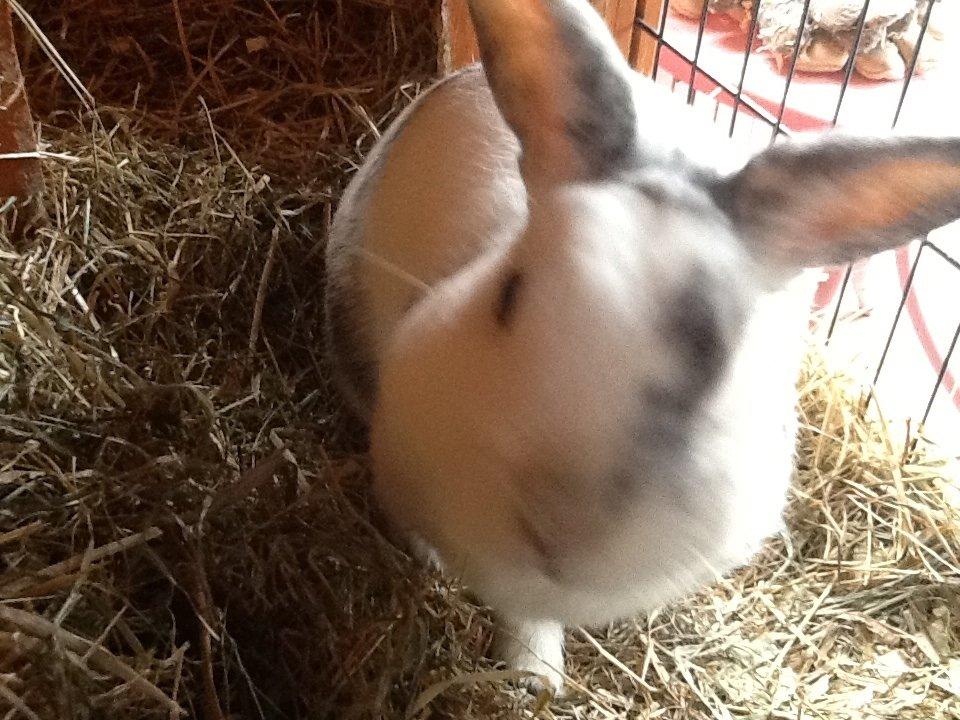 Kanin Magnus billede 7