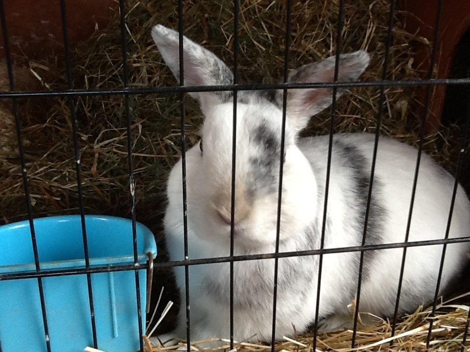 Kanin Magnus billede 8