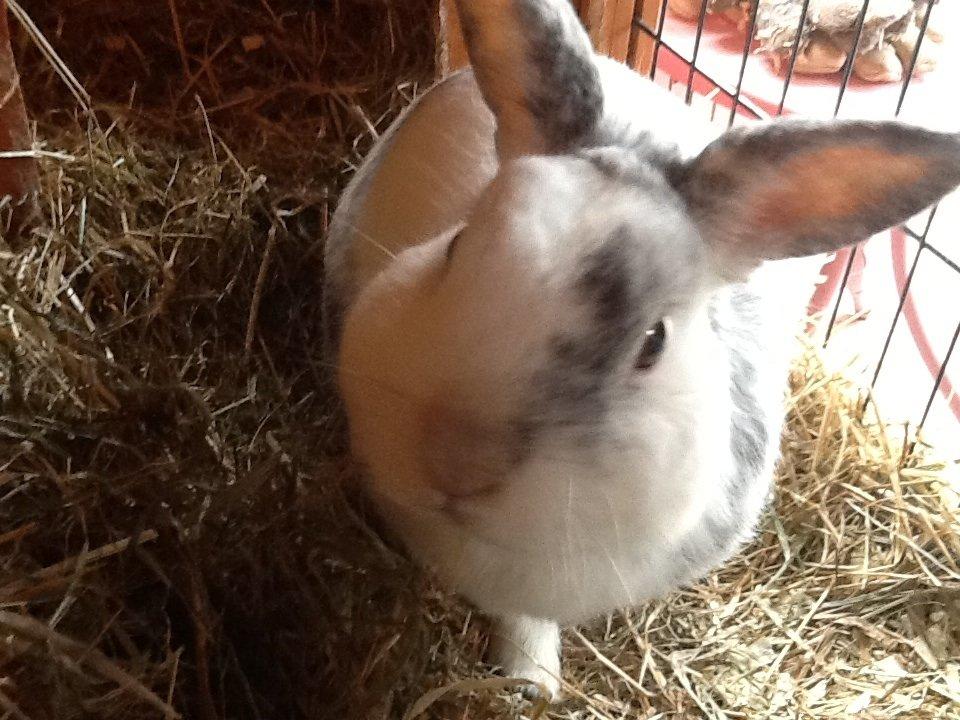 Kanin Magnus billede 9