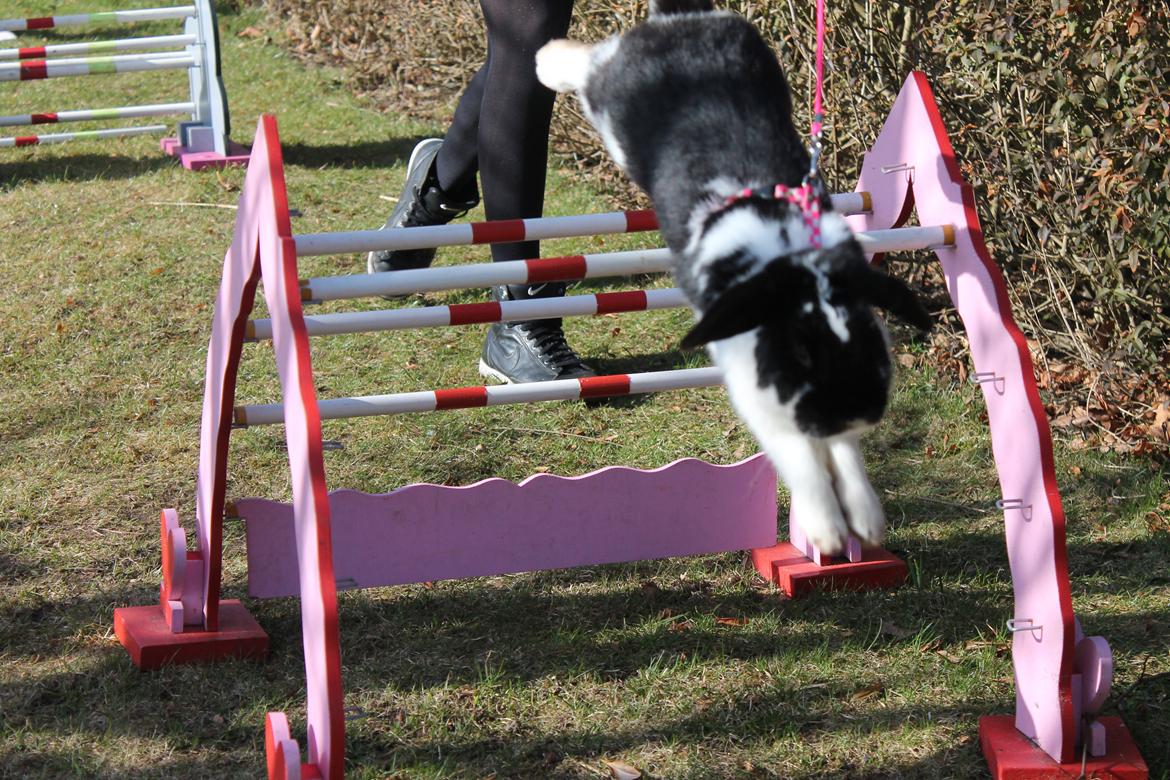 Kanin Bellas Someone In The Dark af Levade billede 11