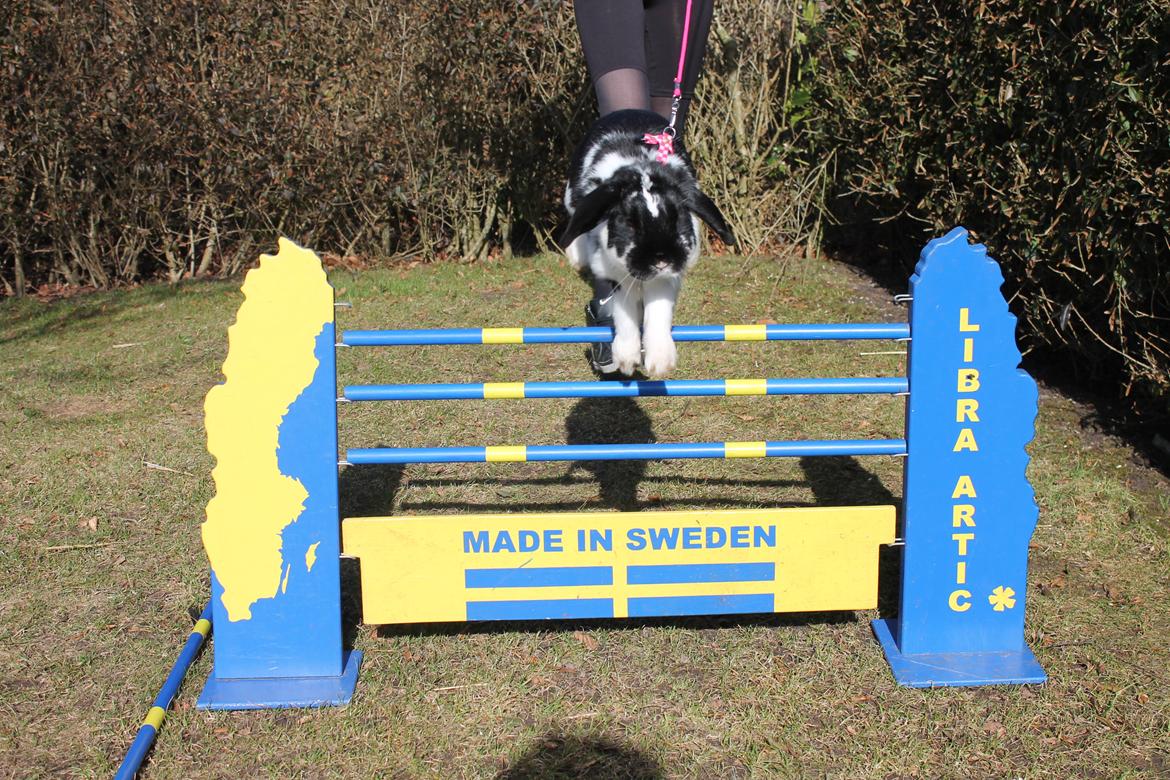 Kanin Bellas Someone In The Dark af Levade billede 12