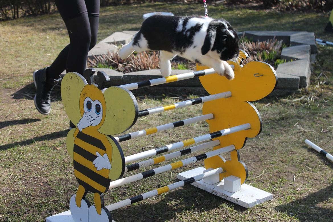 Kanin Bellas Someone In The Dark af Levade billede 14