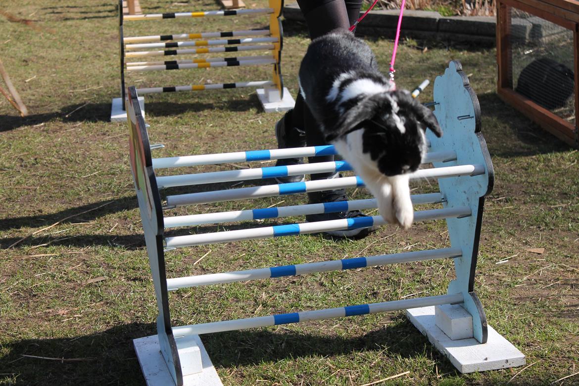 Kanin Bellas Someone In The Dark af Levade billede 15