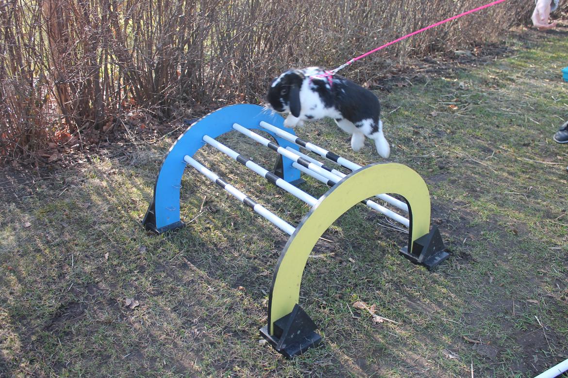 Kanin Bellas Someone In The Dark af Levade billede 16