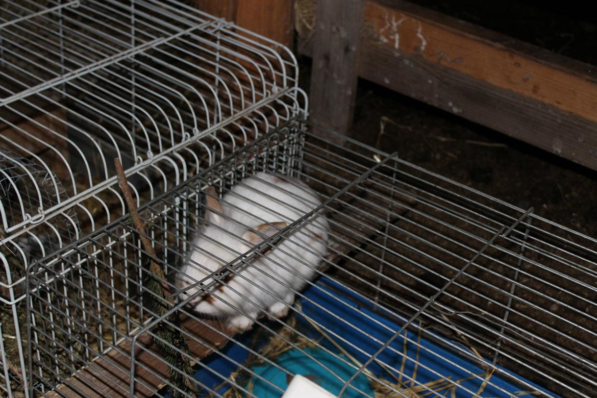 Kanin Steve billede 8