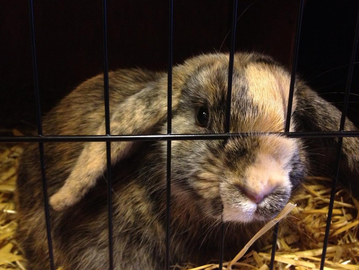 Kanin Cato og vanilje billede 14