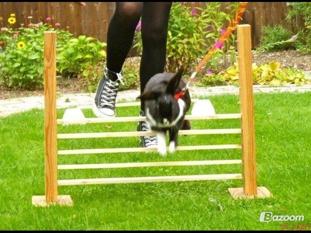 Kanin Fiona billede 6