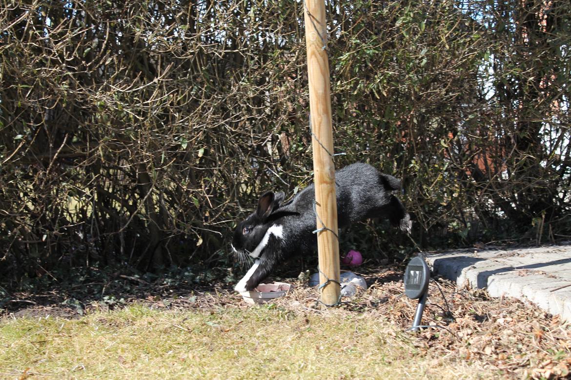 Kanin Fiona billede 7