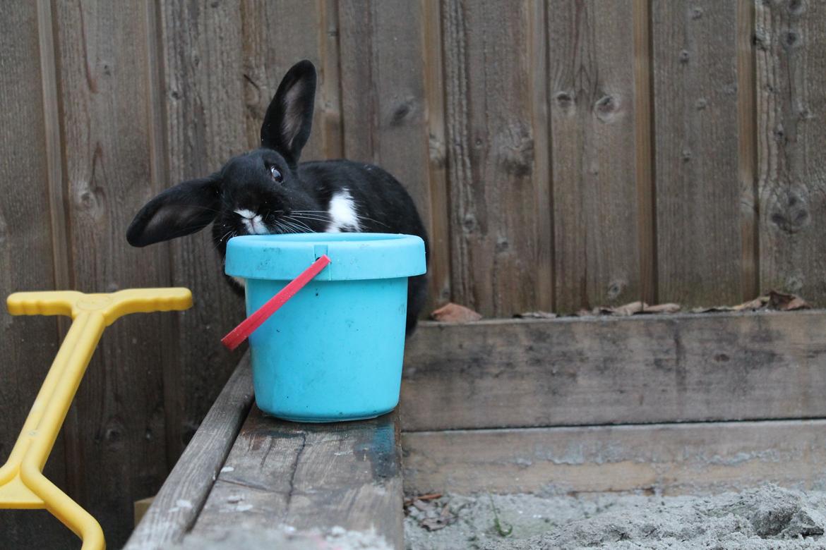 Kanin Fiona billede 8