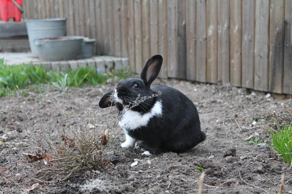 Kanin Fiona billede 9